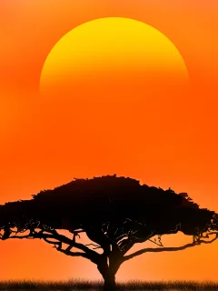 atmosphere, ecoregion, light, plant, nature