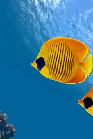 aquarium, fish, underwater