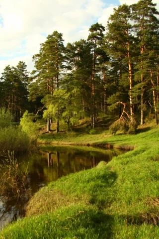 shore, lake, forest, green, summer, coniferous, midday