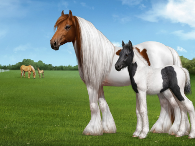 horse, foal, field, grass