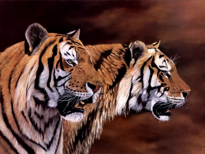tiger, big cats, animals