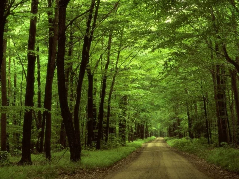 sunlight, trees, forest, nature, road, green