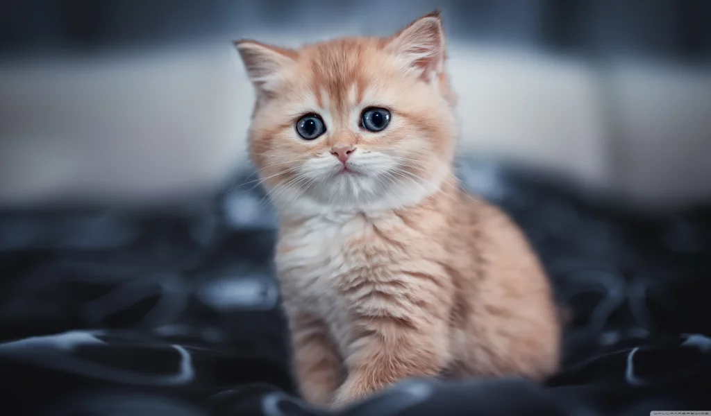 cute kitty