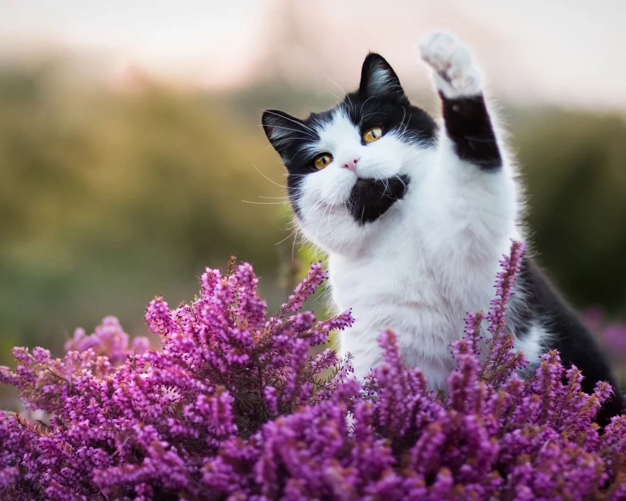 cute cat