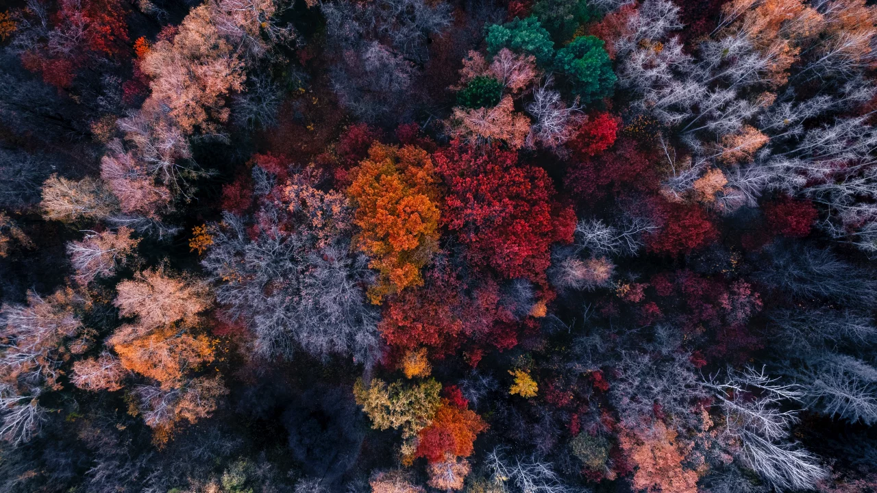 nature, forest, trees, top view
