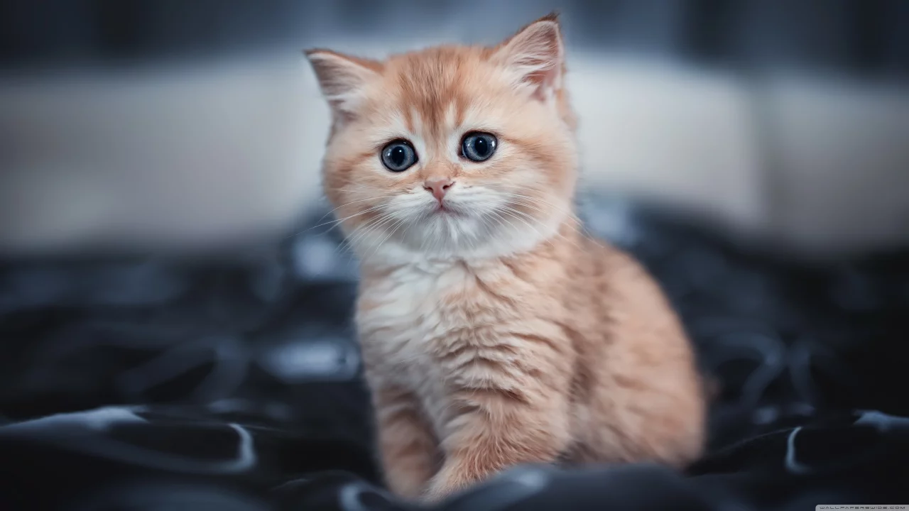 cute kitty