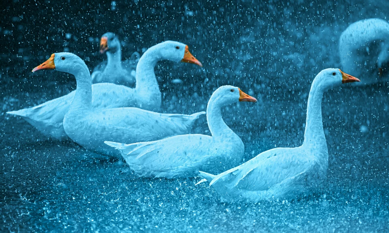 Животные