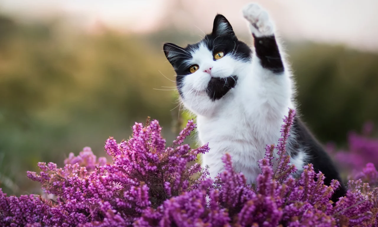 cute cat