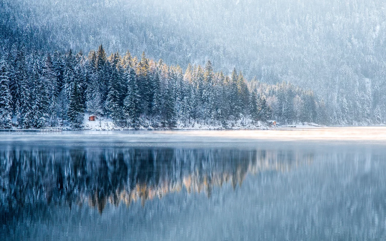 nature, forest, trees, winter