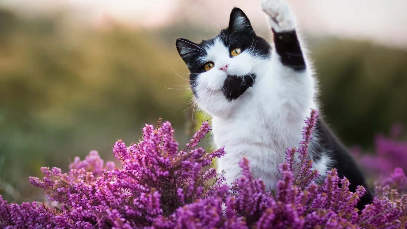 cute cat