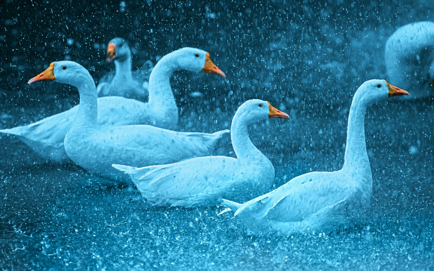 Животные