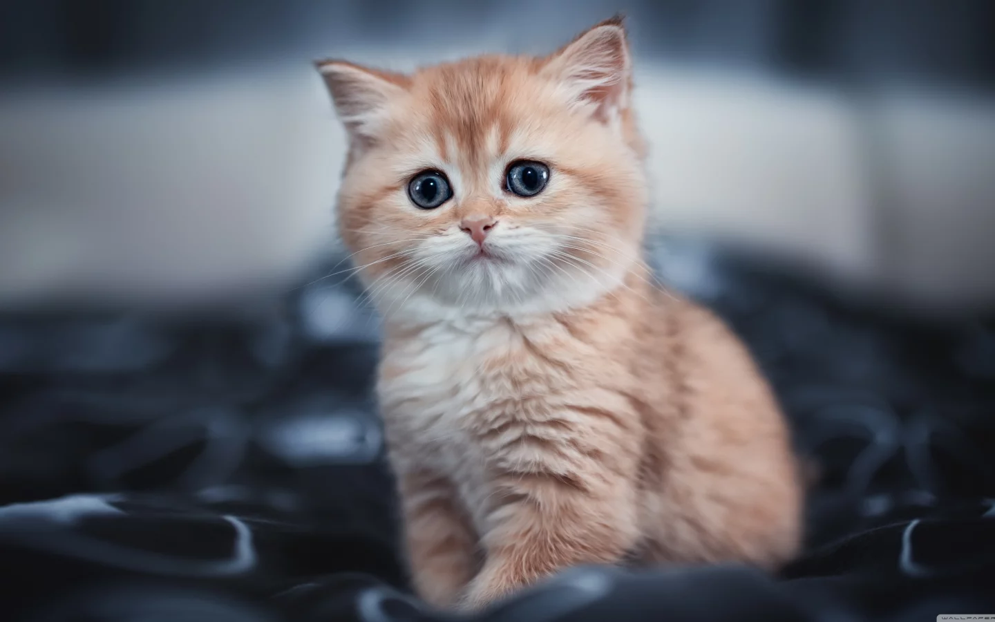 cute kitty