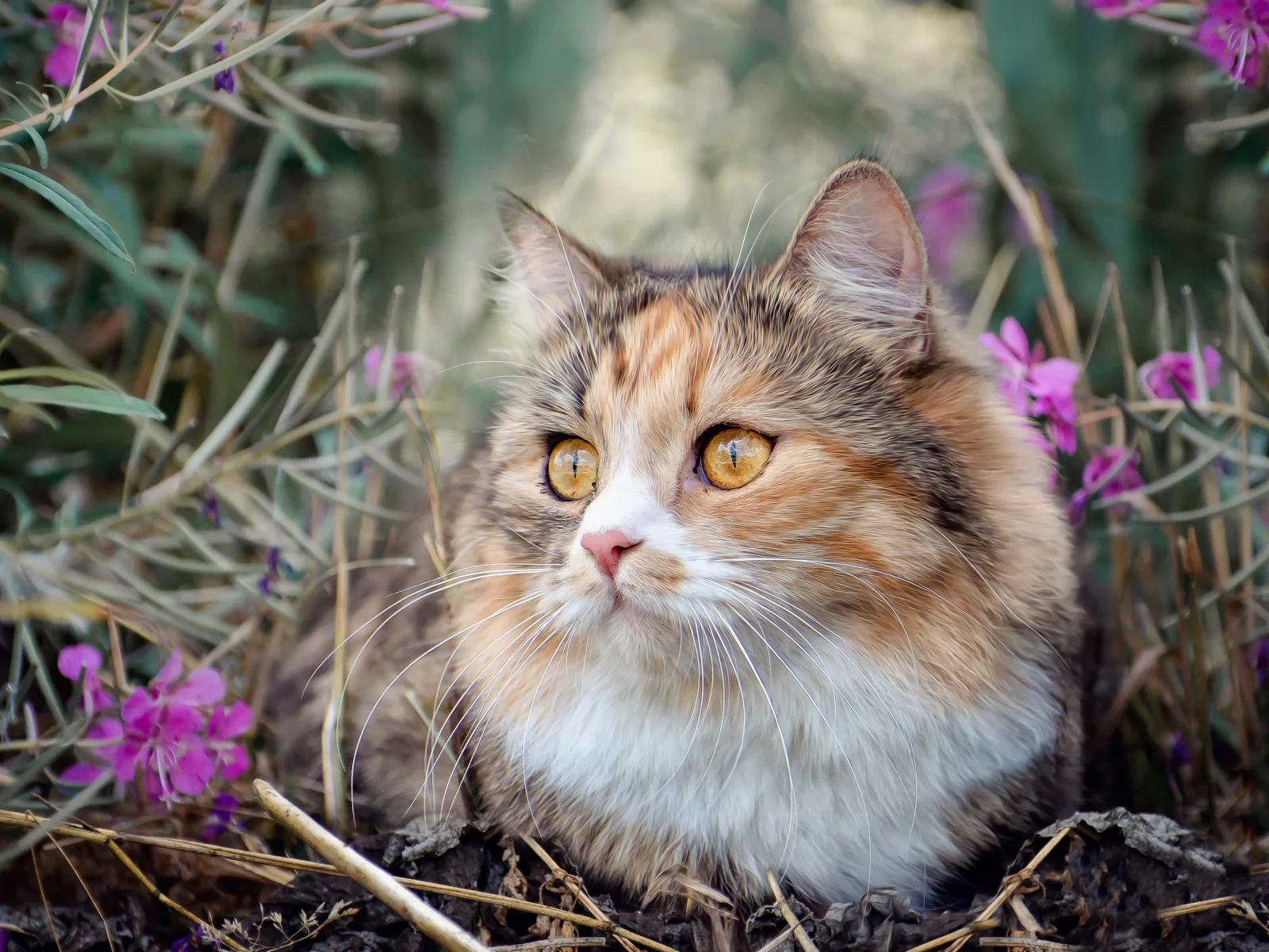 cute cat