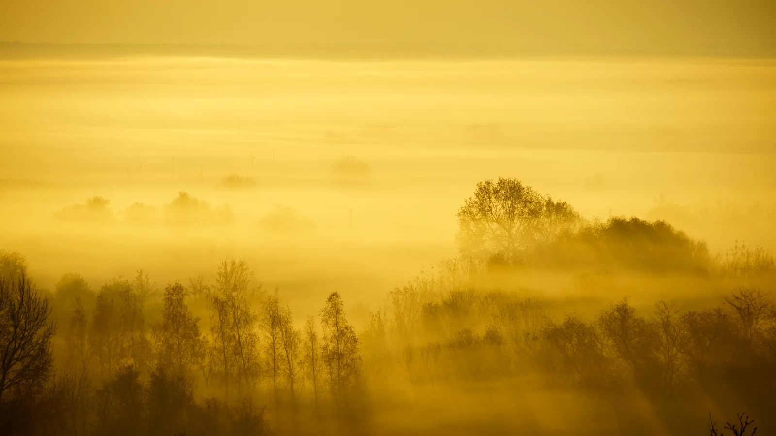 nature, forest, trees, fog