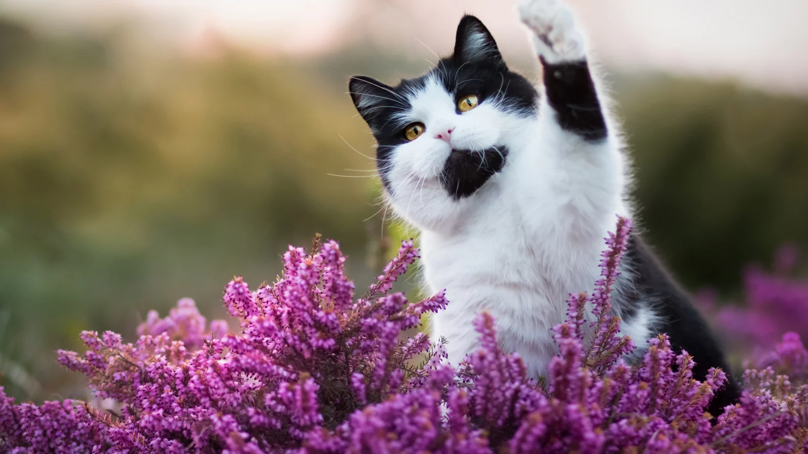 cute cat