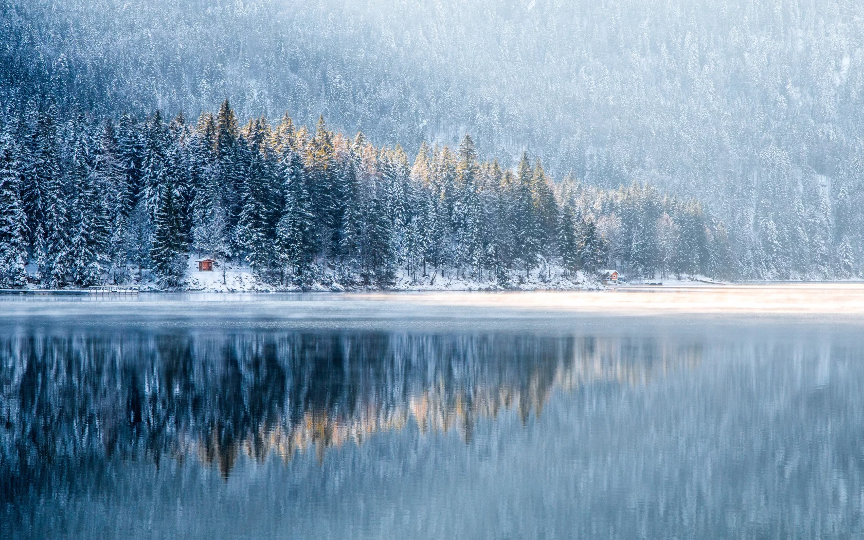 nature, forest, trees, winter