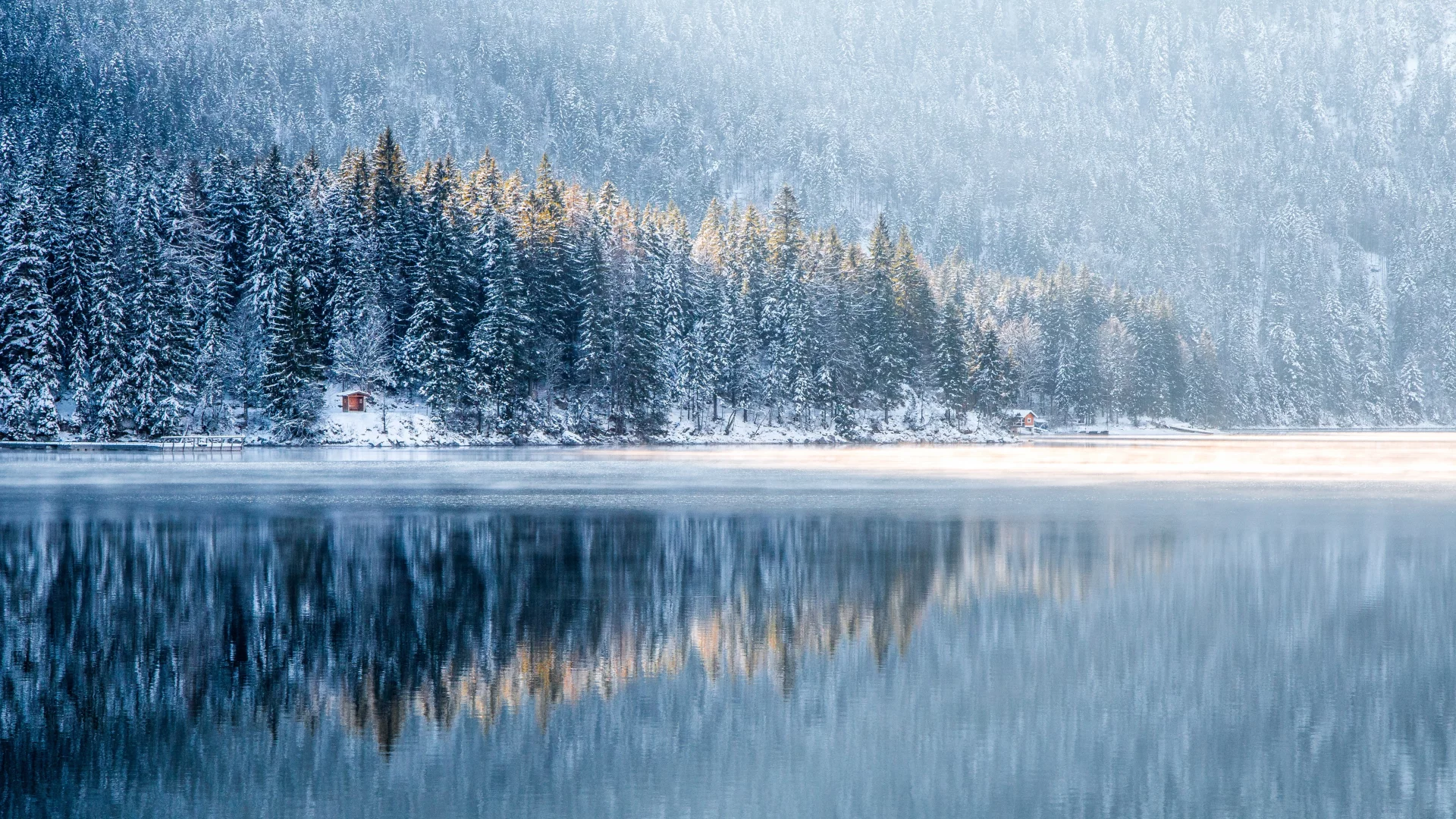 nature, forest, trees, winter