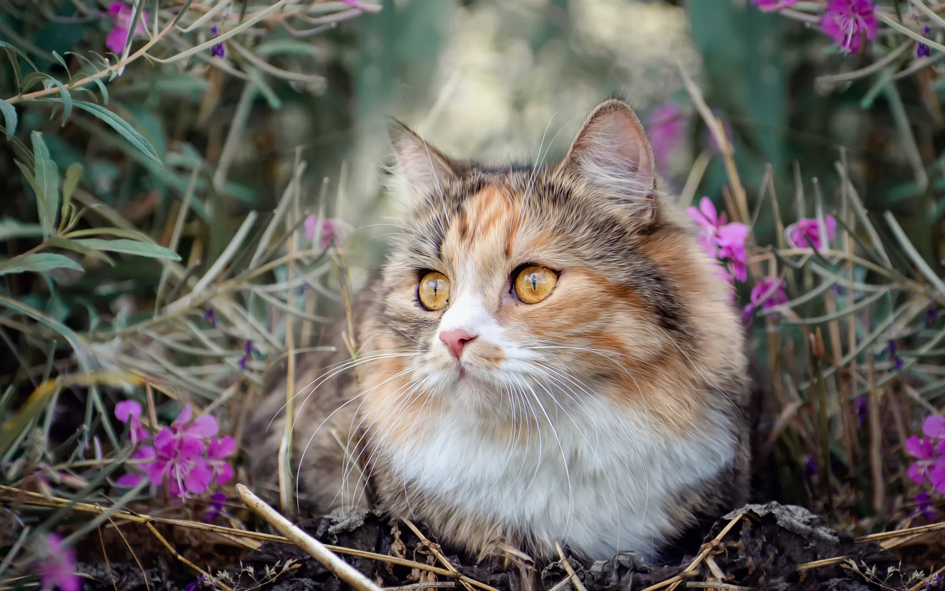 cute cat