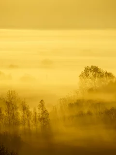 nature, forest, trees, fog