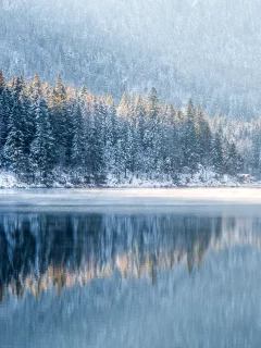 nature, forest, trees, winter