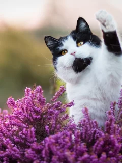 cute cat