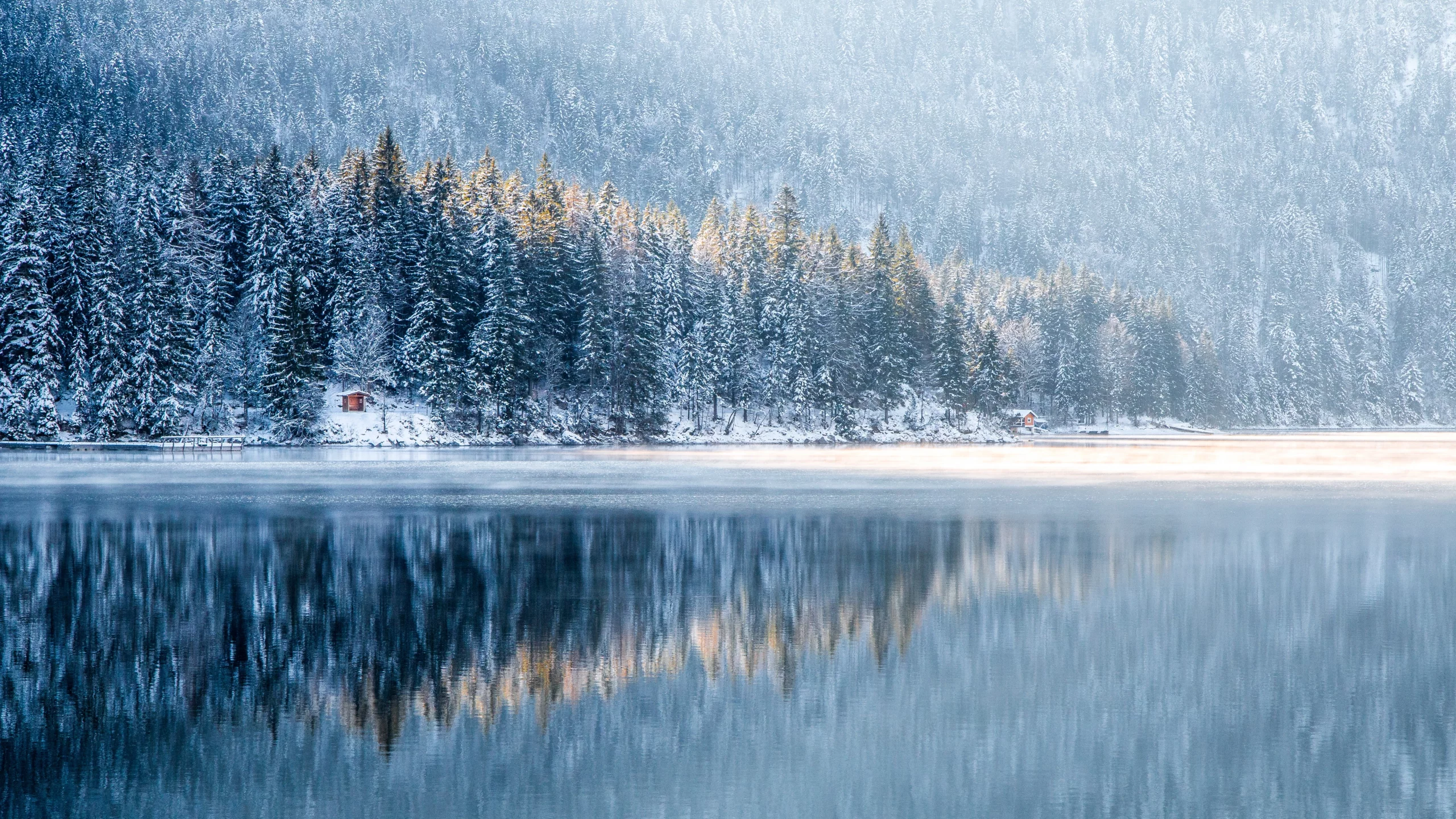 nature, forest, trees, winter