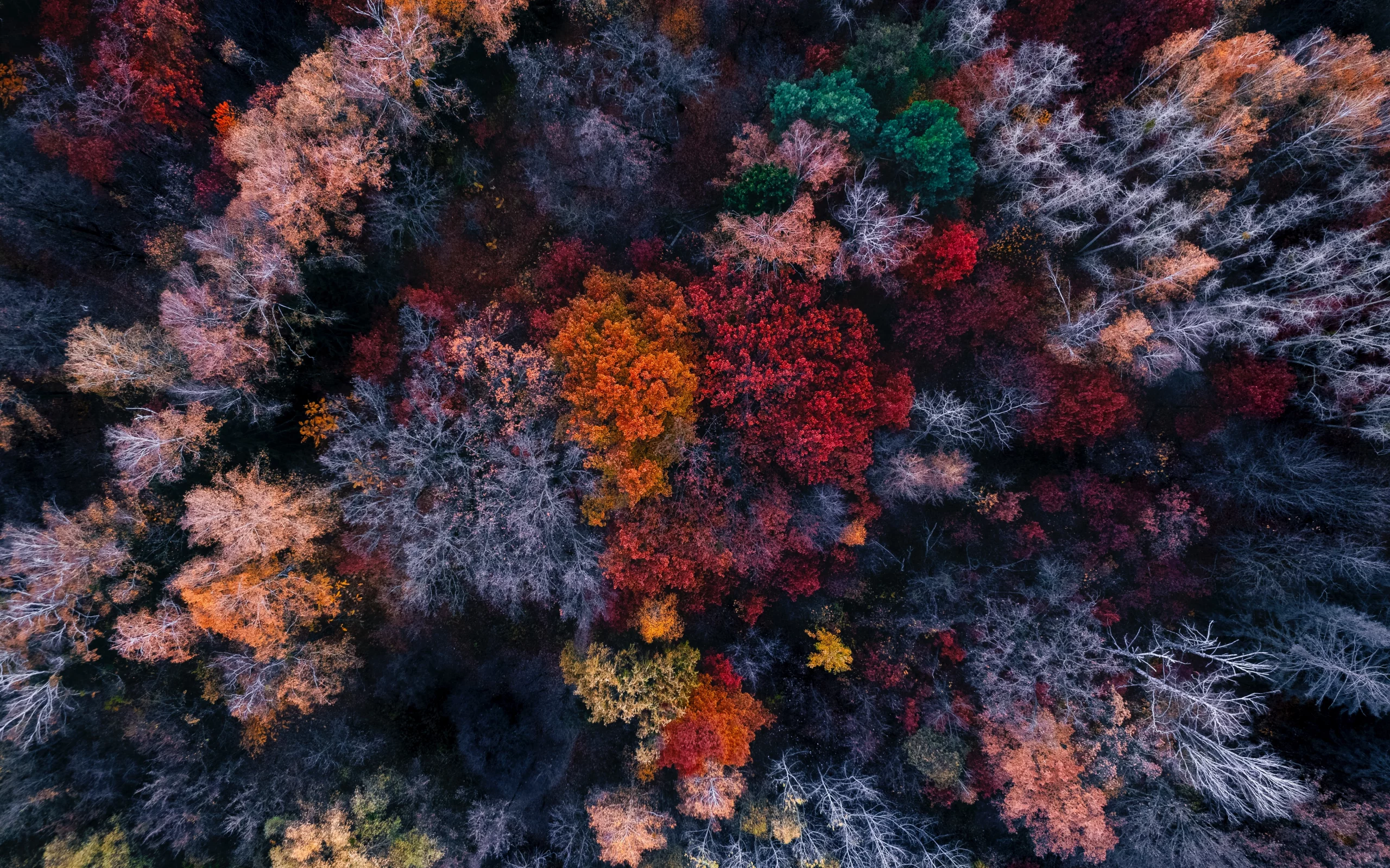 nature, forest, trees, top view