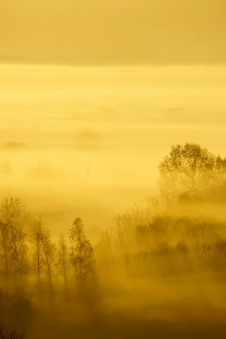nature, forest, trees, fog