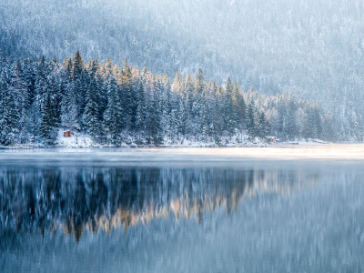 nature, forest, trees, winter