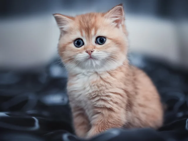 cute kitty