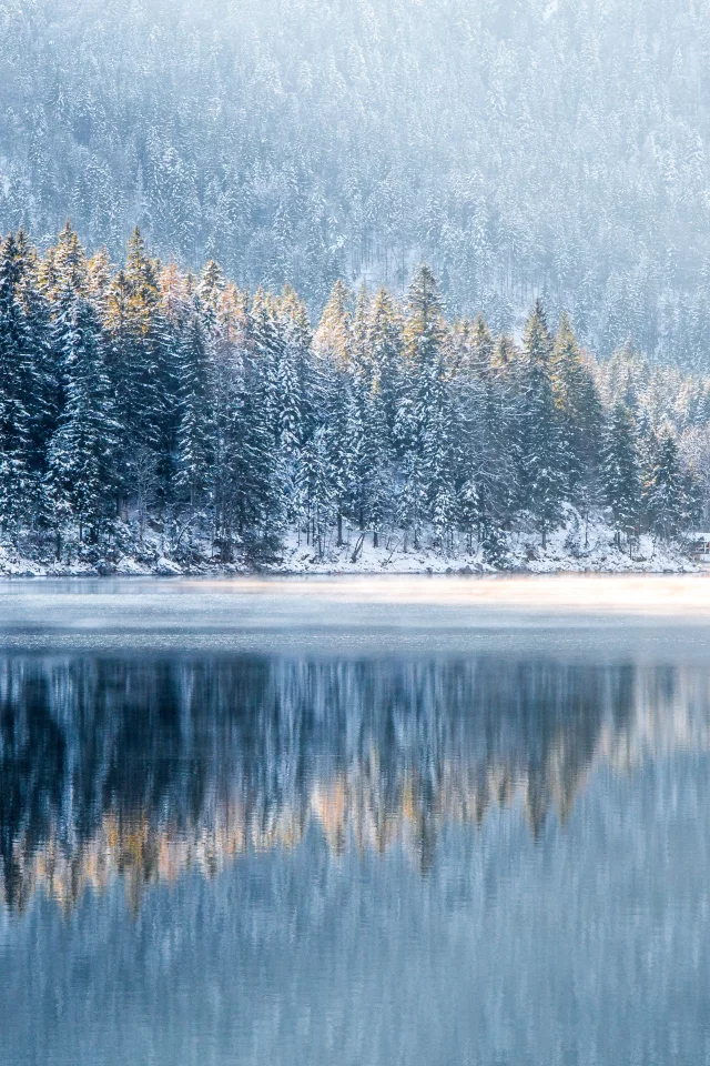 nature, forest, trees, winter