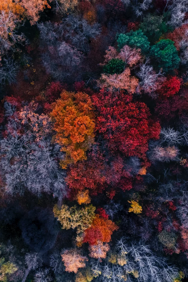 nature, forest, trees, top view