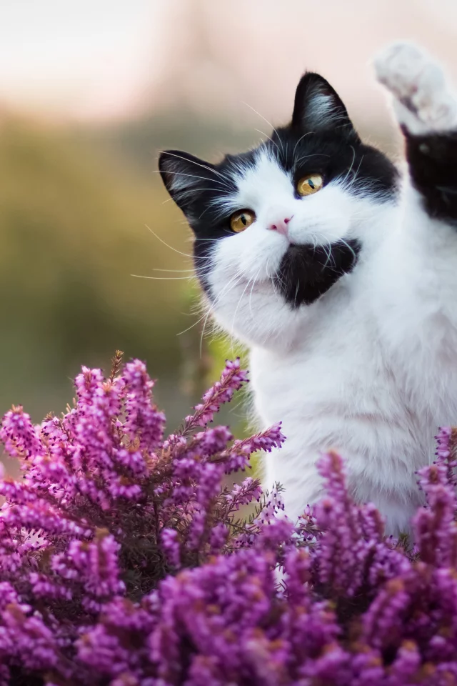 cute cat