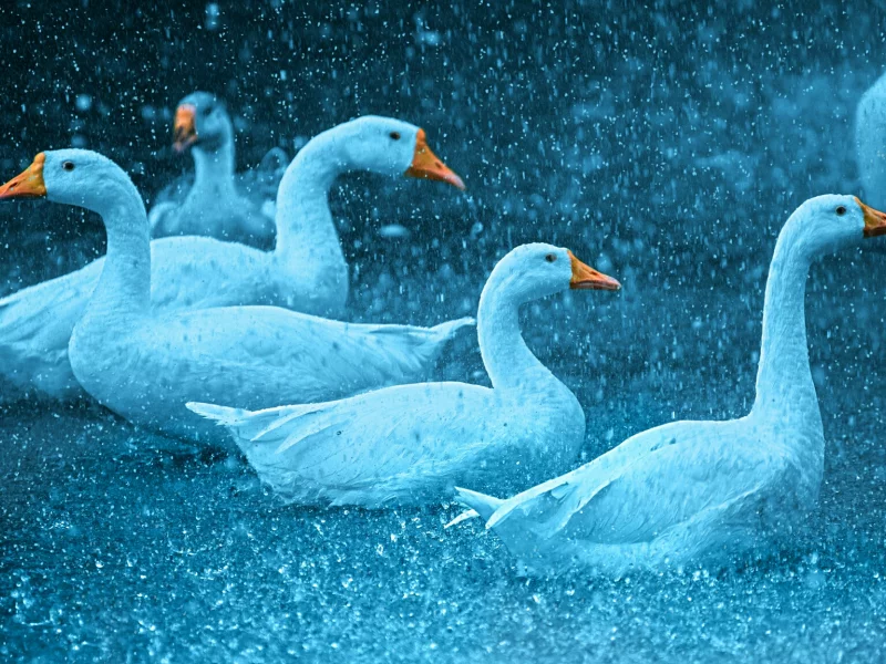 Животные
