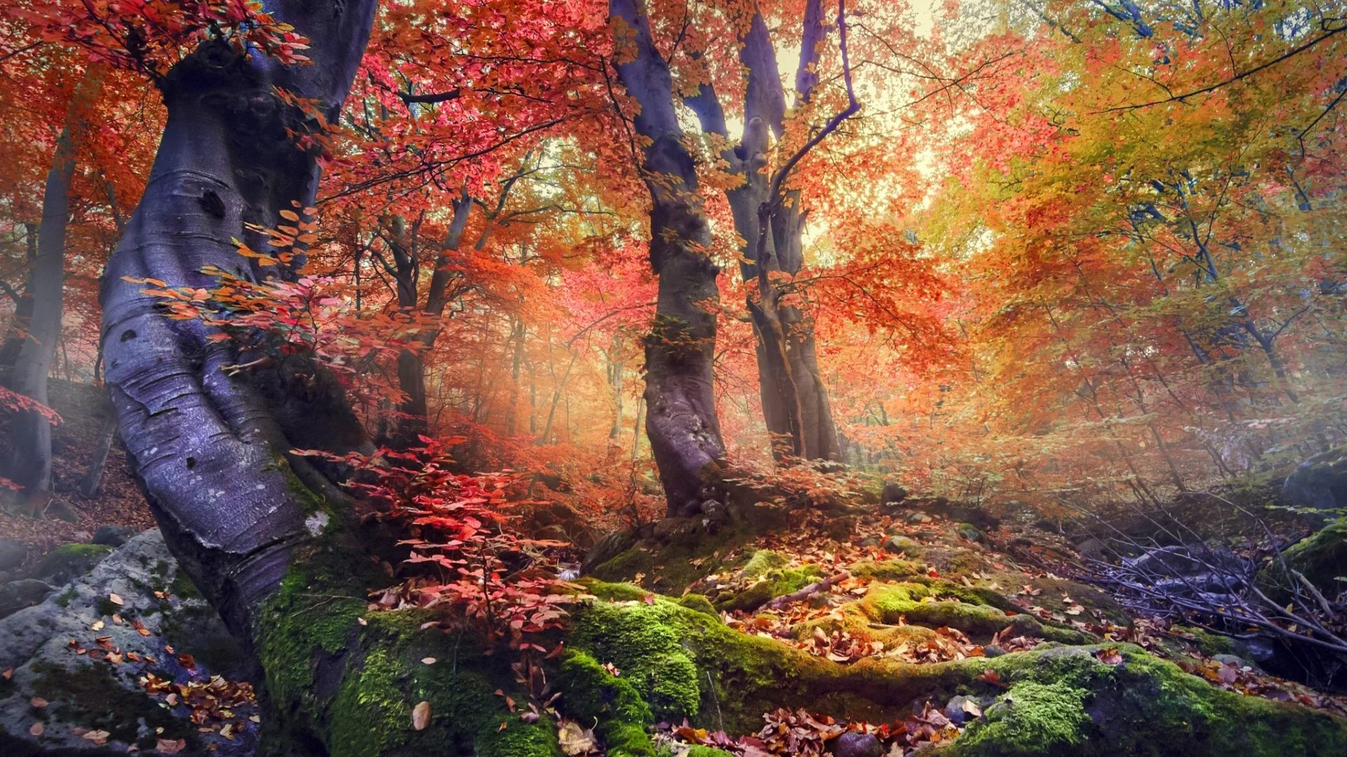 природа