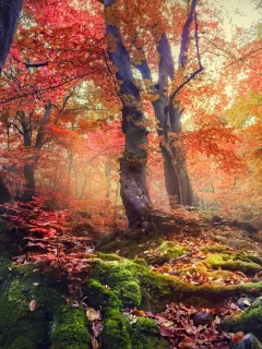 природа