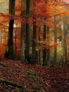 природа