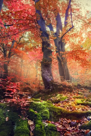 природа