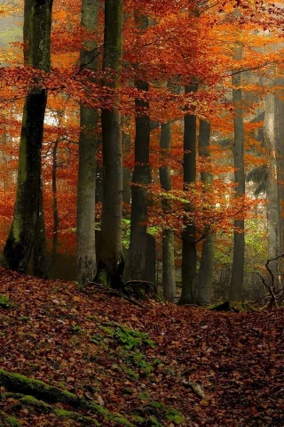 природа