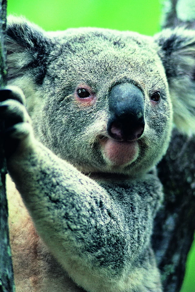 коала