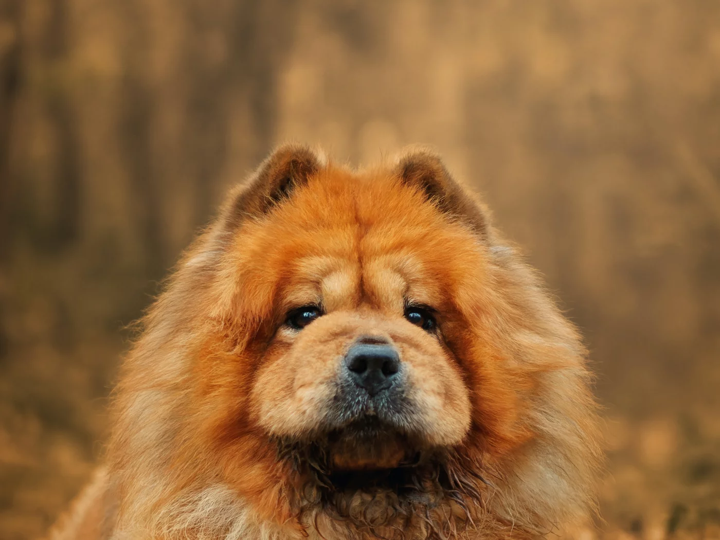 Собака