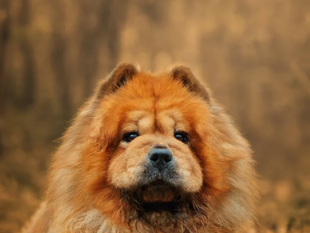 Собака