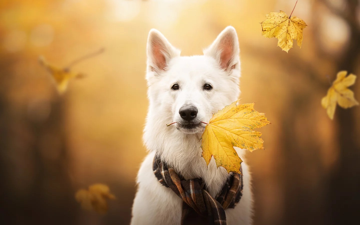 Животное