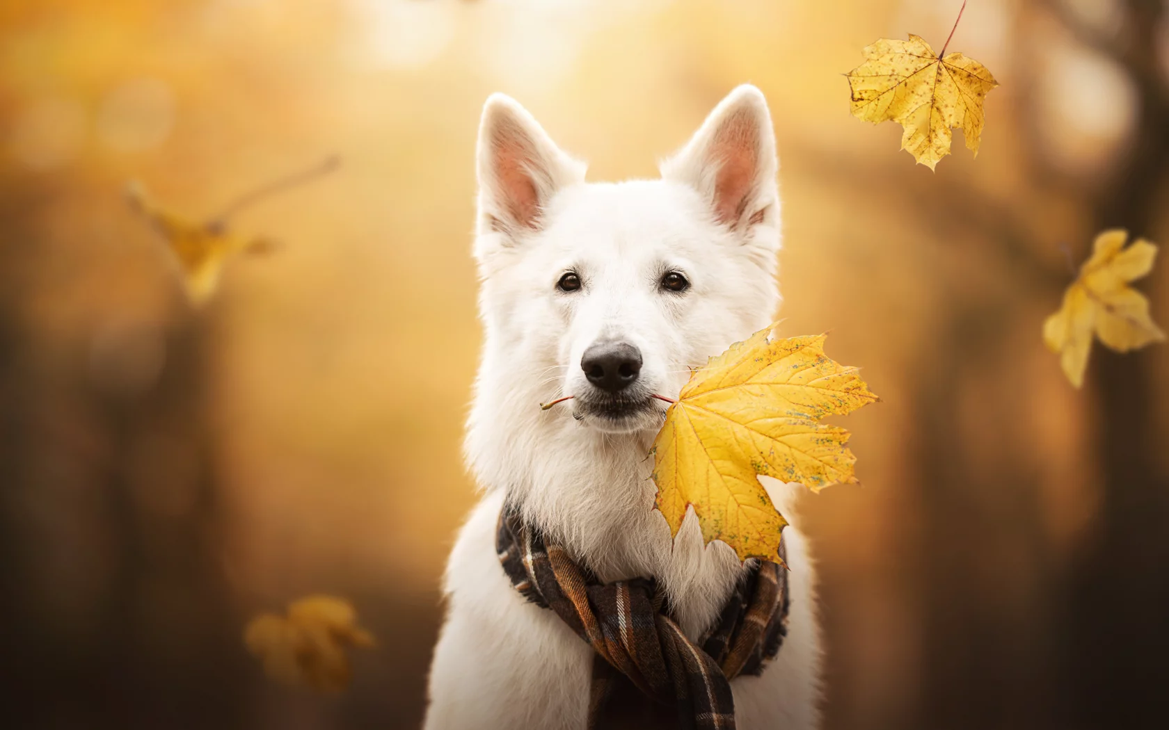 Животное