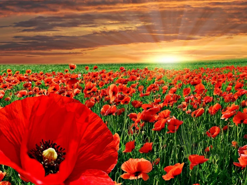 природа