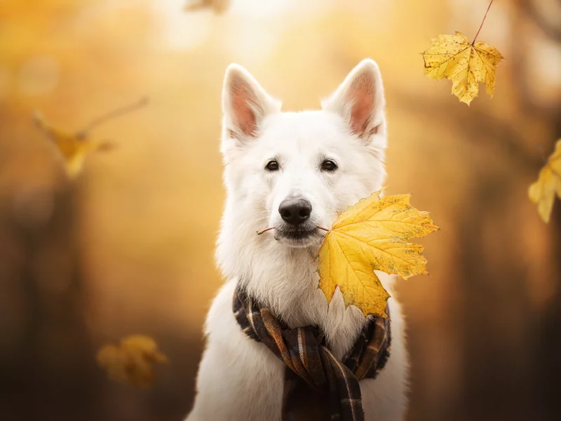 Животное