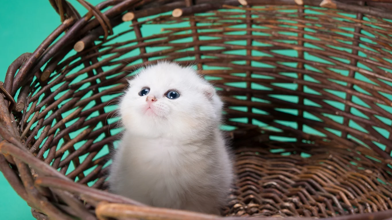 Животное