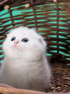 Животное