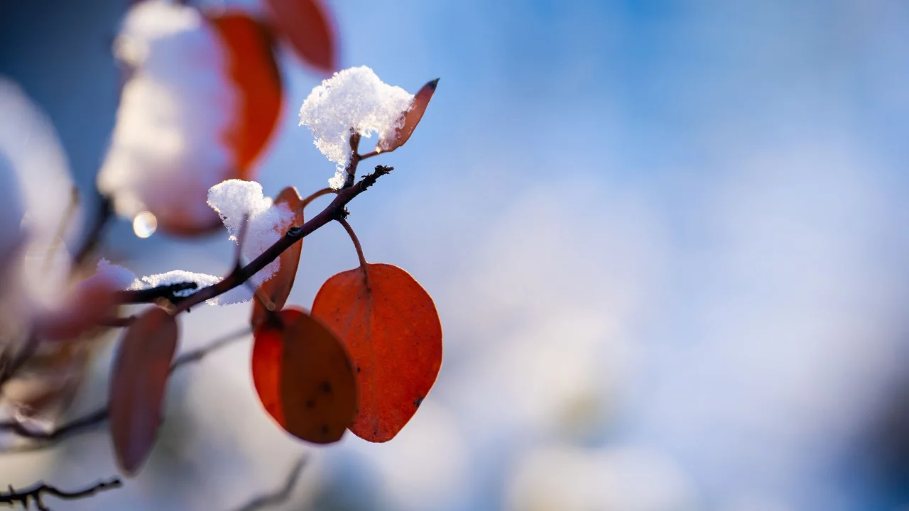 Природа