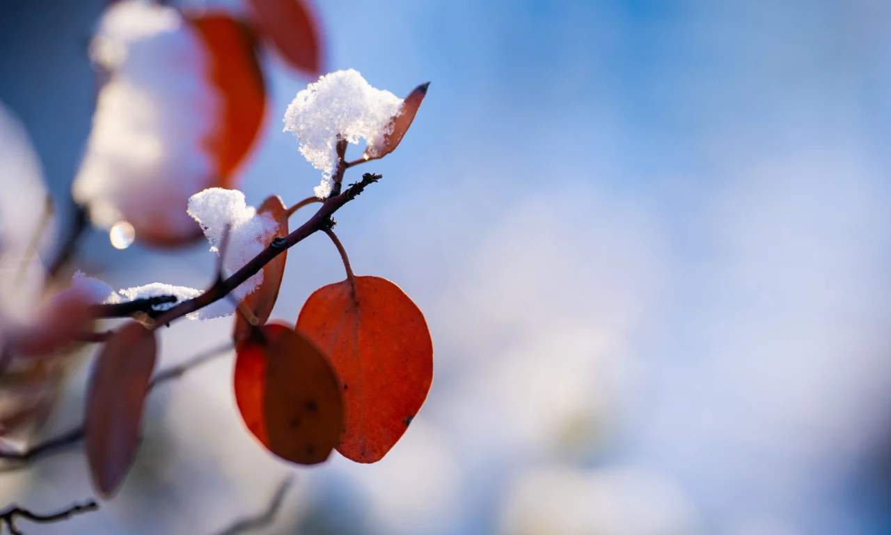 Природа